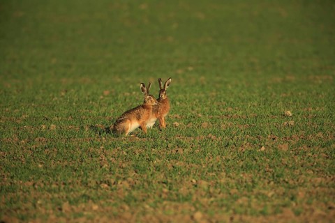 Two hares sit close together in a grassy field in the warm sunlight, a European hare (Lepus
