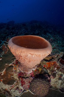 Barrel sponge (Xestospongia testudinaria) on the seabed of a coral reef, dive site SD, Nusa