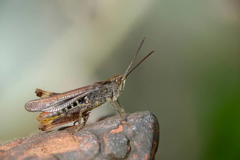 Acrididae, caelifera, field locusts, gomphocerinae, grasshoppers, short-feeler, nightingale