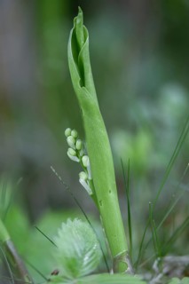 Convallaria majalis, Convallariaceae, Lily of the Valley, lily of the valley, lily of the valley,