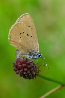 Ant blue, dark meadowbutton ant blue, dusky large blue, glaucopsyche nausithous, maculinea
