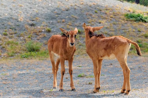 Two young roan antelopes (Hippotragus equinus) stand on gravel on a sunny morning. South Africa