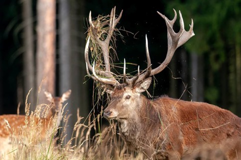 Artiodactyla, Cervus Elaphus, even-toed ungulate, cloven-hoofed, red deer, red deer, rotting, deer,