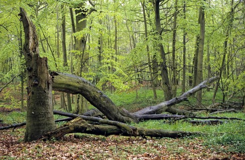 Germany, Mecklenburg, beech forest, spring, landscape, deciduous forest, Müritz, spring, dead wood,