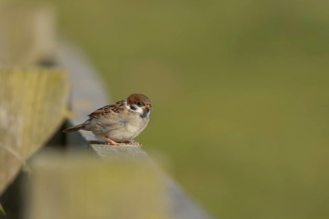 Tree sparrow (Passer montanus) juvenile baby bird on a fence, England, United Kingdom