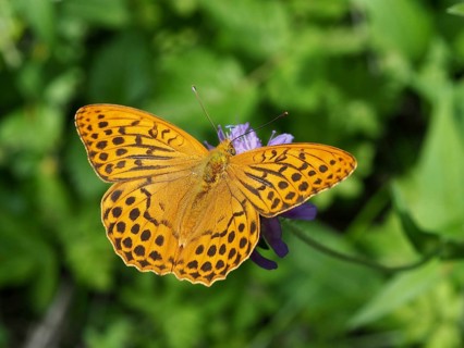 A large orange butterfly, the Emperor (Argynnis paphia), on a purple flower, Goms, Canton of