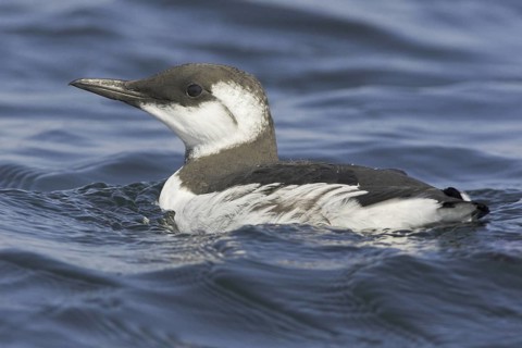 Common Murre (Uria aalge), Newfoundland, Canada