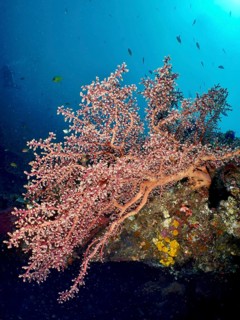Godeffroy's soft coral (Siphonogorgia godeffroyi) spreads across a rock underwater, USAT Liberty