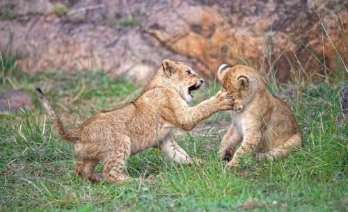 Lion cubs (Panthera leo), Maasai Mara Wildlife Reserve, Kenya