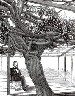 The large grapevine at Hampton Court Palace in England. According to the Guinness Book of Records,