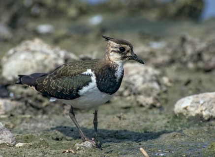 Lapwing, vanellus vanellus, birds, charadriiformes, limikolen, plovers, birds, waders, waders