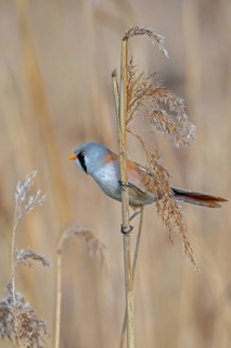 Bearded reedling, bearded tit (Panurus biarmicus) adult male perched on reed stem while foraging