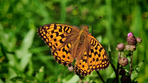 Butterfly, large pearl-spotted fritillary (Argynnis aglaja), close-up with vividly patterned wings