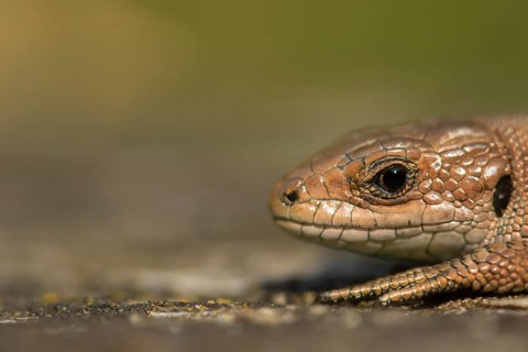 Common lizard (Zootoca vivipara) adult reptile animal resting on a wooden sleeper, England, United