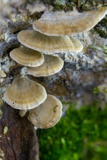 Burnt smoke porling, Bjerkandera adusta, Gloeoporus adustus, Leptoporus adustus, Polyporus crispus,