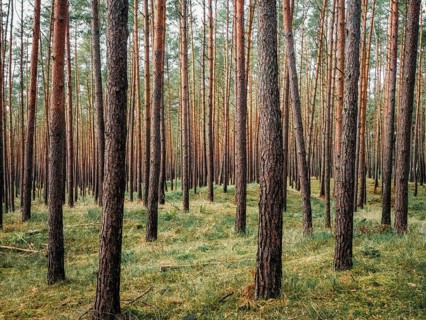 A light pine forest, Nossentiner Schwinzer Heide nature park Park, Mecklenburg-Western Pomerania,