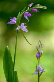 Cephalanthera rubra, orchids, orchids, orchid plants, purple forest bird, forest bird, flora, high