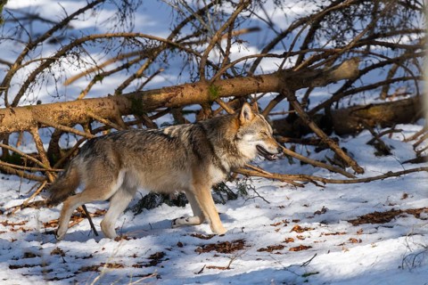 European gray wolf (Canis lupus lupus) walking in a forest in winter, snow, Bavaria, Germany