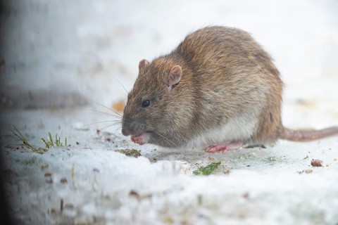 Brown rat (Rattus norvegicus) adult rodent animal feeding on seed on ice in winter, England, United