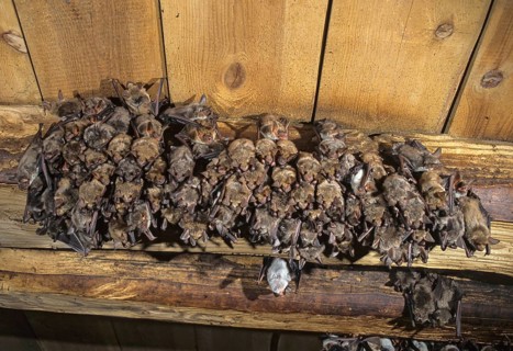 Greater mouse-eared bat, mouse-ear, myotis myotis, bats, chiroptera, ffh, bats, mammals, mammals,
