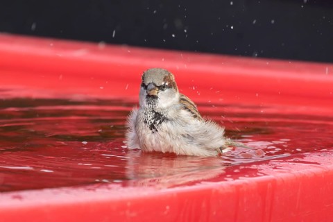 House sparrow (Passer domesticus) adult male bird bathing in water on a plastic tub lid, England,