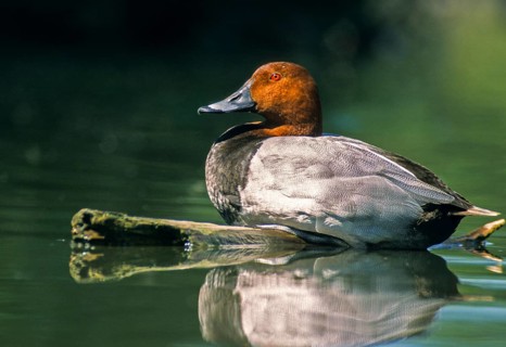 Aythya Ferina, Pochard, Table Duck, Anatidae, Birds, Breeding Plumage, Ducks, Ducks, Duckbirds,