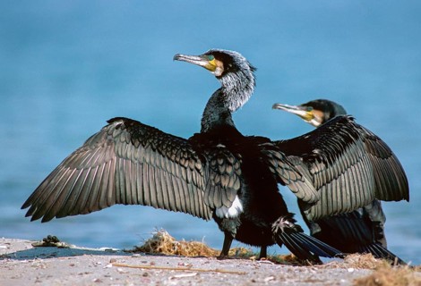 Black shag, cormorant, phalacrocorax carbo, adult, birds, adult, plumage care, sexual mature, leo,