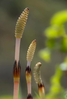 Field pewter, field horsetail, equisetaceae, equisetum arvense, panbreeder, ponytail, horsetail
