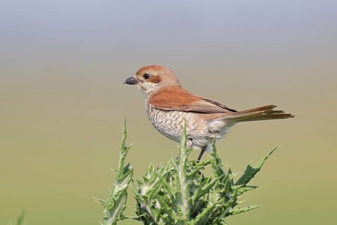 Red-backed shrike (Lanius collurio), female perched on a thistle, looking for prey, wildlife,