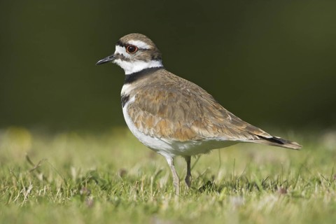 Killdeer (Charadrius vociferus), British Columbia, Canada