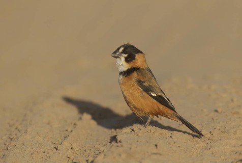 Rusty-collared Seedeater (Sporophila collaris melanocephala) male, Corrientes, Argentina