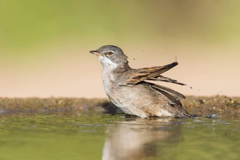 Common Whitethroat (Sylvia communis) male bathing, Eilat, Israel