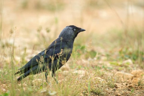 Corvus monedula, jackdaw, birds, corvidae family of birds, passeri, corvids, songbirds, birds