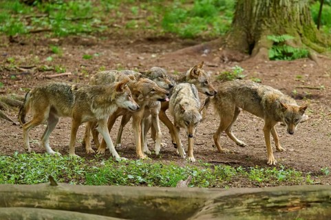 Wolves move together through the dense, green forest, surrounded by tall trees, summer, wolf (Canis