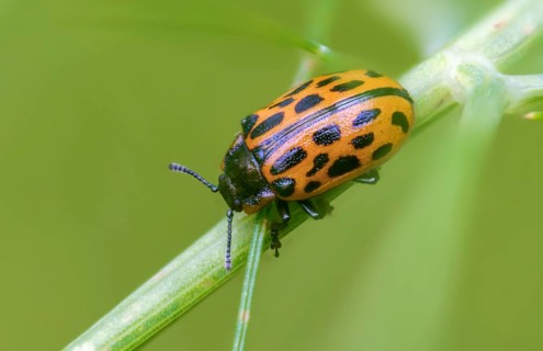 Leaf beetle, chrysomela 20-punctata, chrysomela vigintipunctata, coccinella 20-punctata, spotted