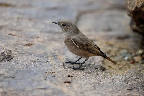 Rusty-tailed Wheatear, (Oenanthe familiaris), adult, alert, Mountain Zebra National Park, South