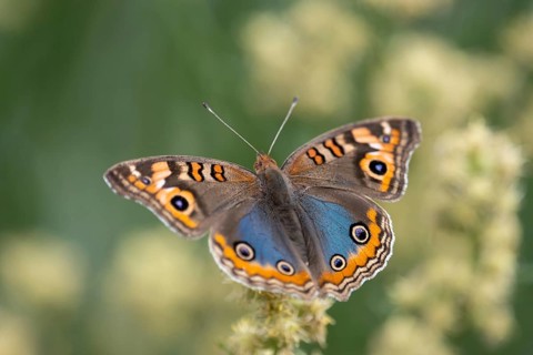 Butterfly of the genus Junonia genoveva on a flower, Buenos Aires, Argentina