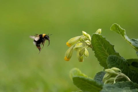 Garden bumblebee (Bombus hortorum) adult bee insect flying towards a flowering Cowslip (Primula