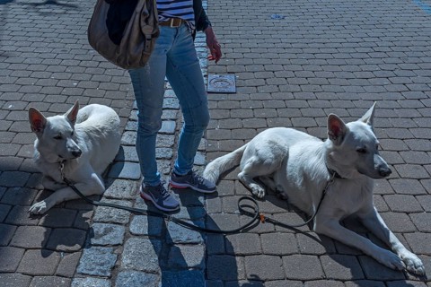 Swiss herding dogs wait with their mistress in a pedestrian zone, Bavaria, Germany