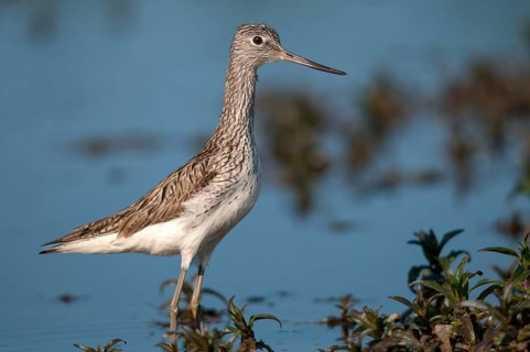 Greenshank, greenshank, tringa nebularia, birds, charadriiformes, limicoles, snipe birds,