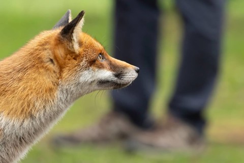 Red fox (Vulpes vulpes) adult animal in parkland with a person in the background, England, United