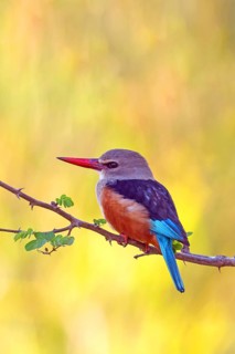 Grey-headed Kingfisher, Grey-headed Kingfisher, Tendaba camp / Tendaba photo hid, Kwinella, South