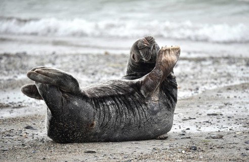 Grey seal (Halichoerus grypus) on the beach of Heligoland, Schleswig-Holstein, Germany