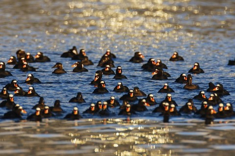 Surf Scoter (Melanitta perspicillata) male, British Columbia, Canada