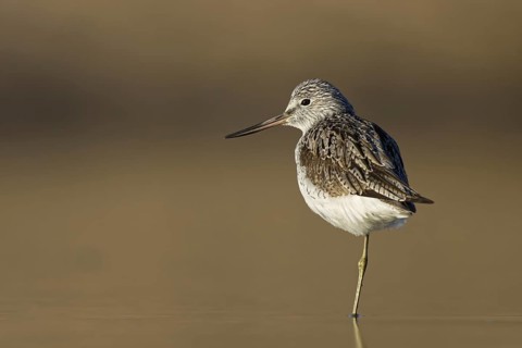 Common Greenshank (Tringa nebularia), North Rhine-Westphalia, Germany