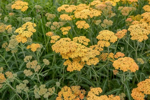 Yarrow (Achillea 'Terracotta'), IGS Hamburg 2013, Germany