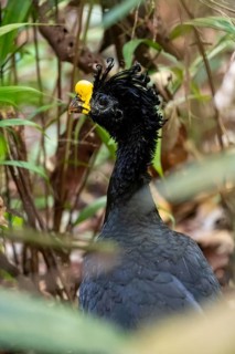 Tuberous-throated curassow (Crax rubra), adult male, animal portrait, in the tropical rainforest,