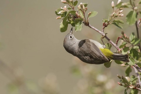 Virginia's Warbler (Leiothlypis virginiae) male, Idaho, USA