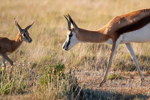 Cute young and mother, springbok (Antidorcas marsupialis) in meadow, Mountain Zebra National Park,