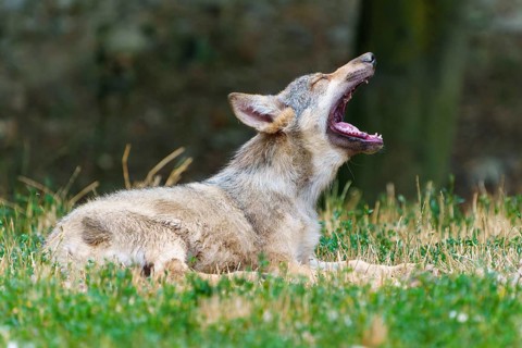 Timberwolf, wolf, American wolf (Canis lupus lycaon), Germany. A yawning wolf lies in the grass,